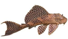 Pleco Algeneter informatie