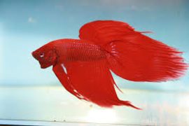 Betta Splendens informatie