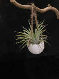 Ei (touw) WIT + ionantha