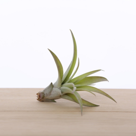 Tillandsia Capitata medium