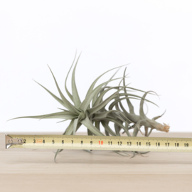 Tillandsia Bergeri