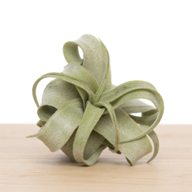 Tillandsia Streptophylla (medium)