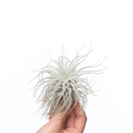 Tillandsia Tectorum SNOW XL