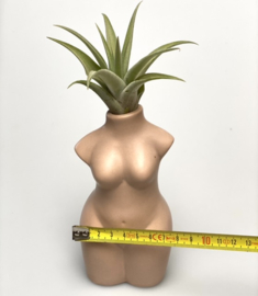 Lady body nude + airplant