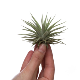 Tillandsia Espinosae