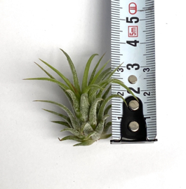 Tillandsia Ionantha fuego