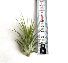 Tillandsia Ionantha ionantha