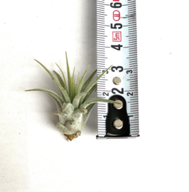 Tillandsia Ionantha ionantha