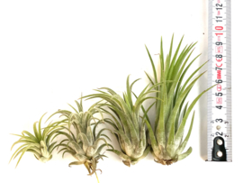 Tillandsia Ionantha rubra