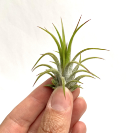 Tillandsia Ionantha fuego