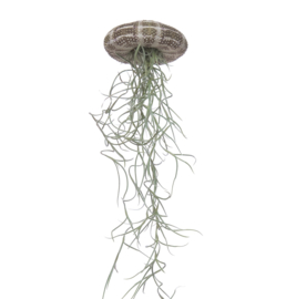 Jellyfish airplant (large)