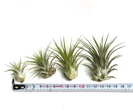 Tillandsia Ionantha ionantha