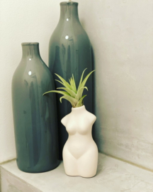 Lady body white + airplant