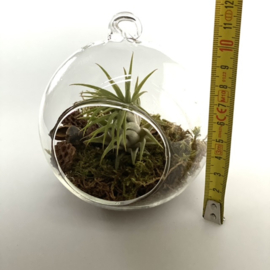 Airplant + glasbol 10cm (groen mos)