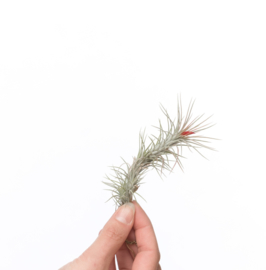 Tillandsia Funckiana (small)