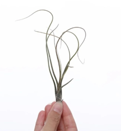 Alle airplants