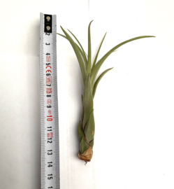 Tillandsia Balbisiana SMALL