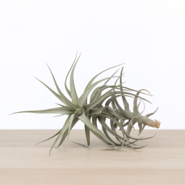 Tillandsia Bergeri