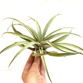 Tillandsia Capitata XL