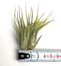 Tillandsia Ionantha Scaposa