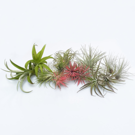 Mix box 55x Airplants