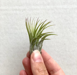 Tillandsia Ionantha Scaposa