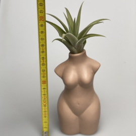 Lady body nude + airplant