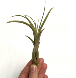 Tillandsia Balbisiana SMALL