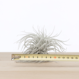 Tillandsia Tectorum SNOW XL