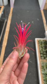 Tillandsia Ionantha fuego