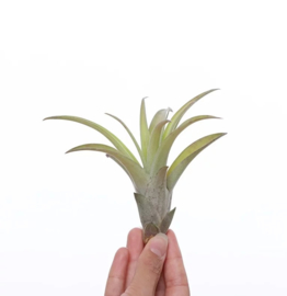 Tillandsia Capitata medium