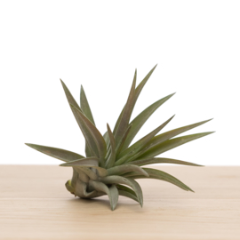 Tillandsia Brach. var. Multiflora (medium)