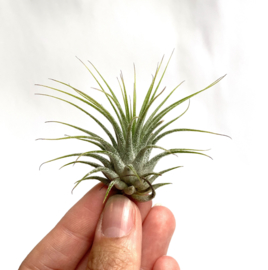 Tillandsia Ionantha ionantha