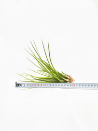 Tillandsia Merlin large