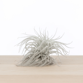 Tillandsia Tectorum SNOW XL