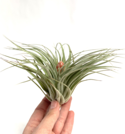 Tillandsia Cotton Candy 