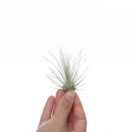 Tillandsia Argentea (medium)