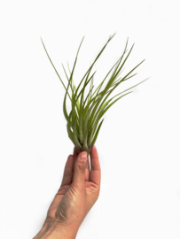 Tillandsia Merlin large