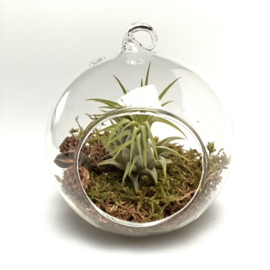 Airplant + glasbol 10cm (groen mos)