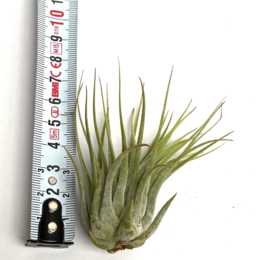 Tillandsia Ionantha Scaposa