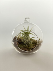 Airplant + glasbol 10cm (groen mos)