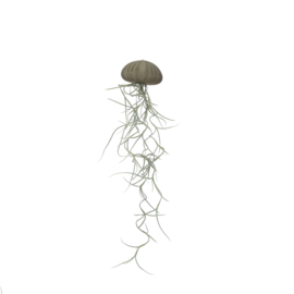 Jellyfish groen medium + spaans mos