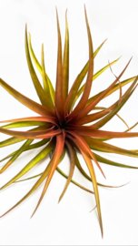 Tillandsia Capitata Orange XL