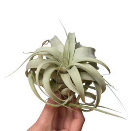 Tillandsia Xerographica