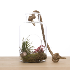 2 airplants in hanging vase