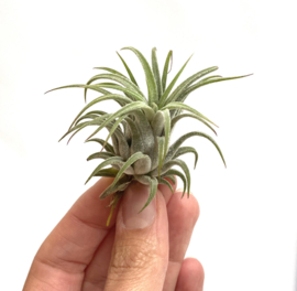 Tillandsia Ionantha rubra