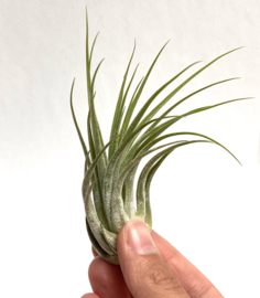 Tillandsia Ionantha Scaposa