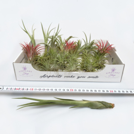 Starters MIX: 40x airplants