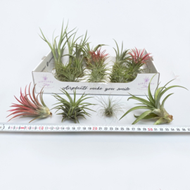 Starters MIX: 40x airplants