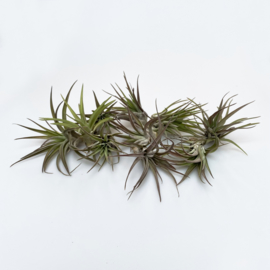 Mix box 55x Airplants